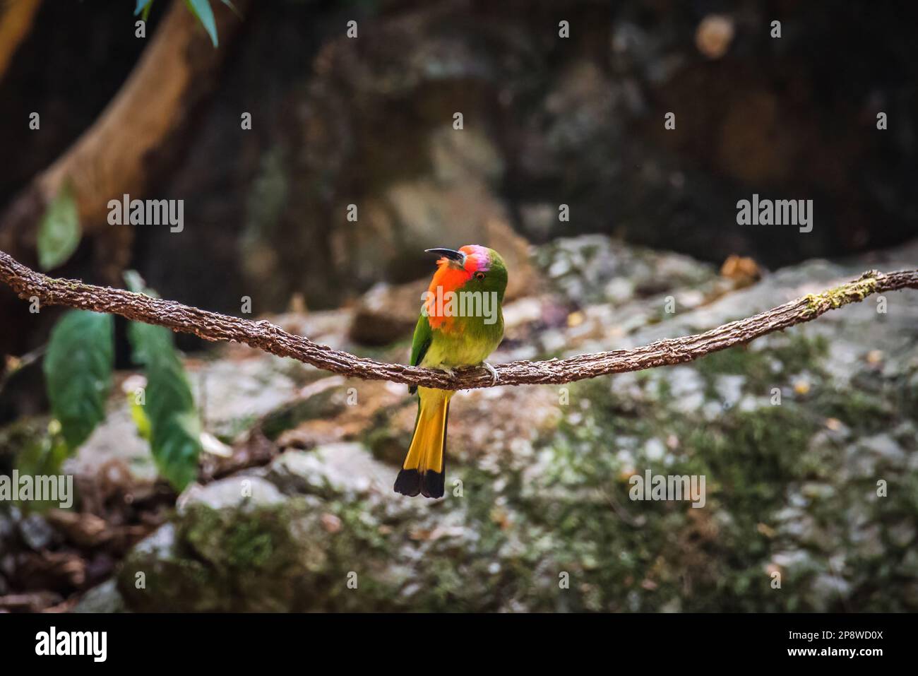 Bell'uccello Bella-mangiatore rosso (Nyctyornis amictus) uccello verde con barba rossa e fronte rosa Foto Stock