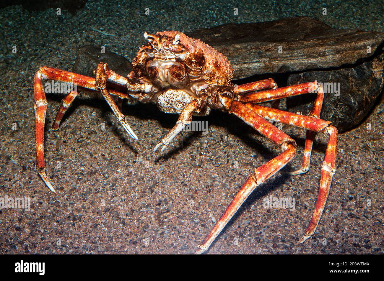 Ragno di Japanses granchio. Questa specie può crescere per essere più di 7 piedi in diamater. Vista del corpo intero. Foto Stock