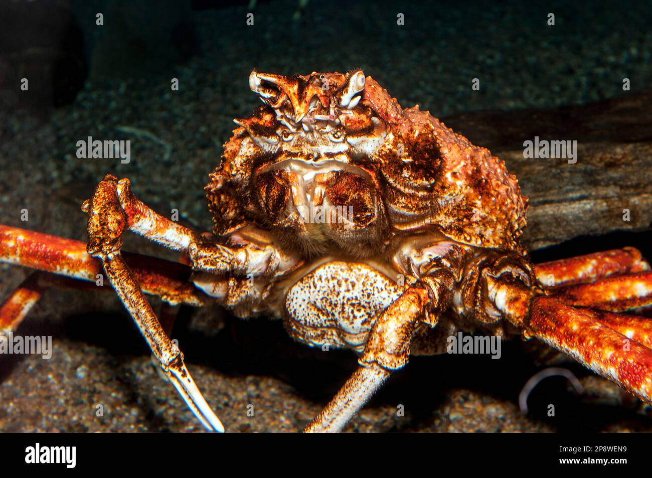 Ragno di Japanses granchio. Questa specie può crescere per essere più di 7 piedi in diamater. Scatto medio. Foto Stock