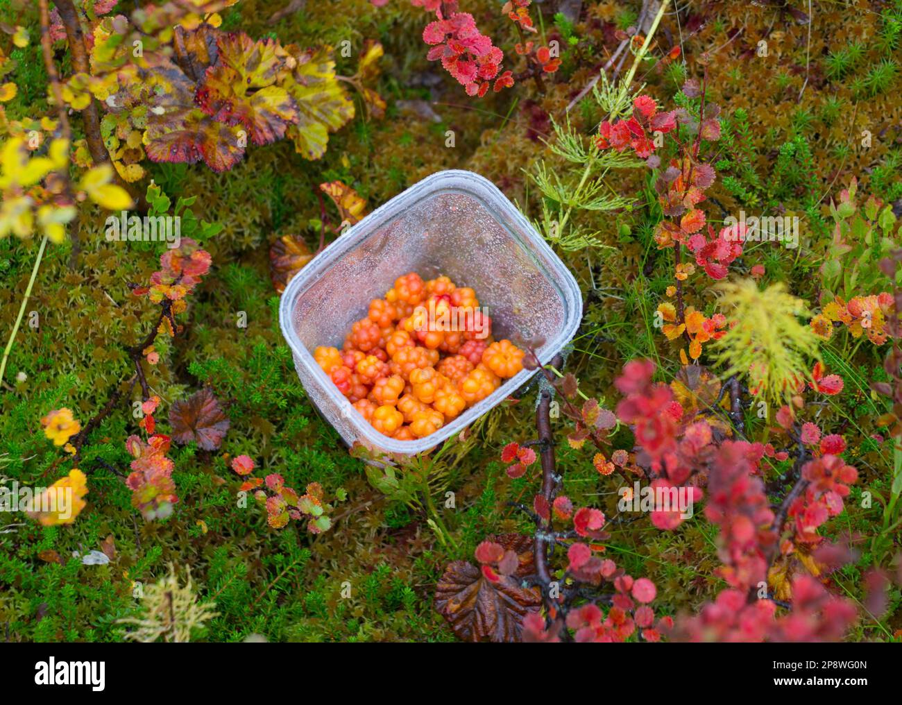 Cloudberry in ciotola sullo sfondo delle foglie colorate in montagna vicino a Hemsedal Buskerud Norvegia, natura scandinava, bellezza all'aperto, dessert vegetariano Foto Stock
