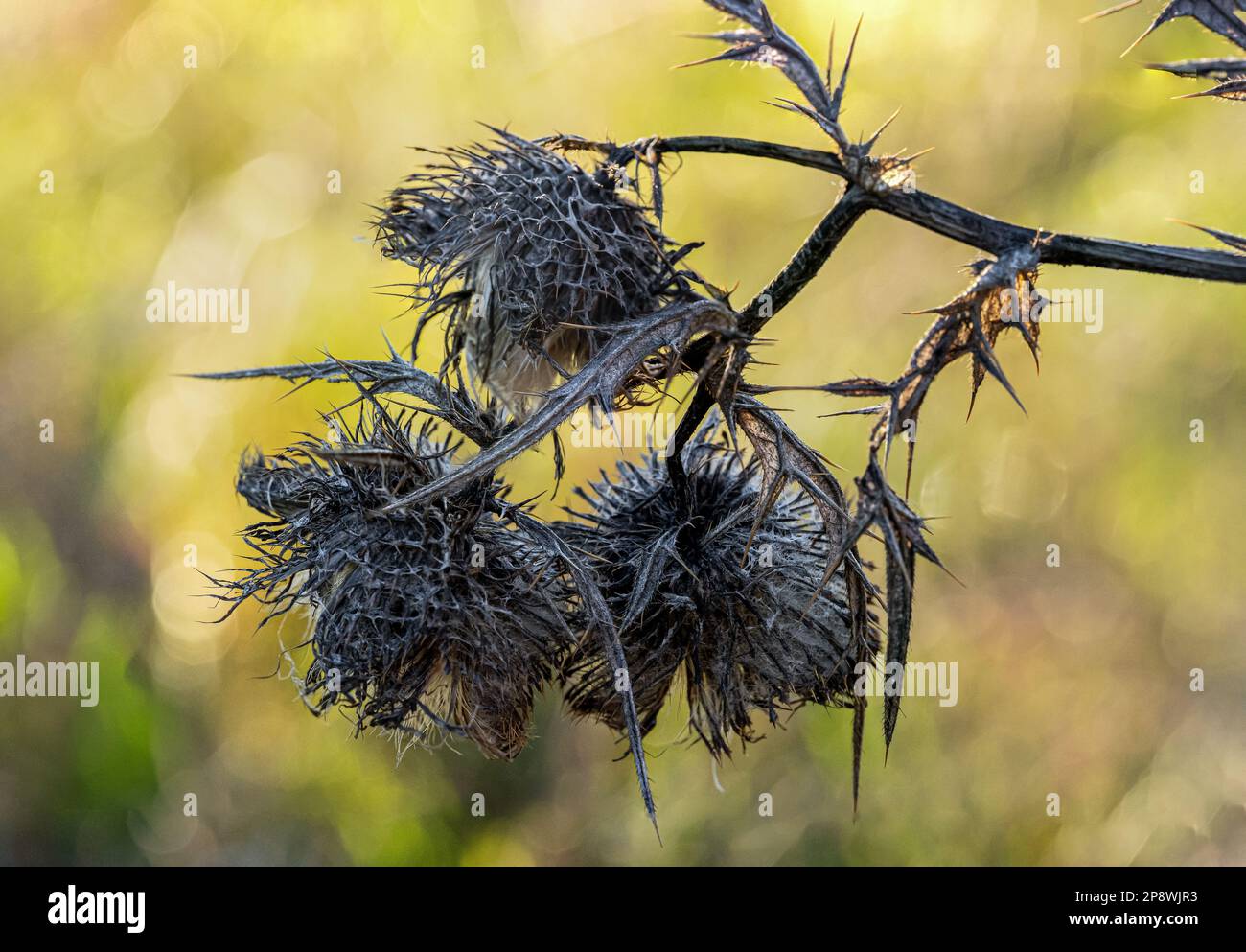 Cardo asciutto sul campo e sfondo sfocato Foto Stock