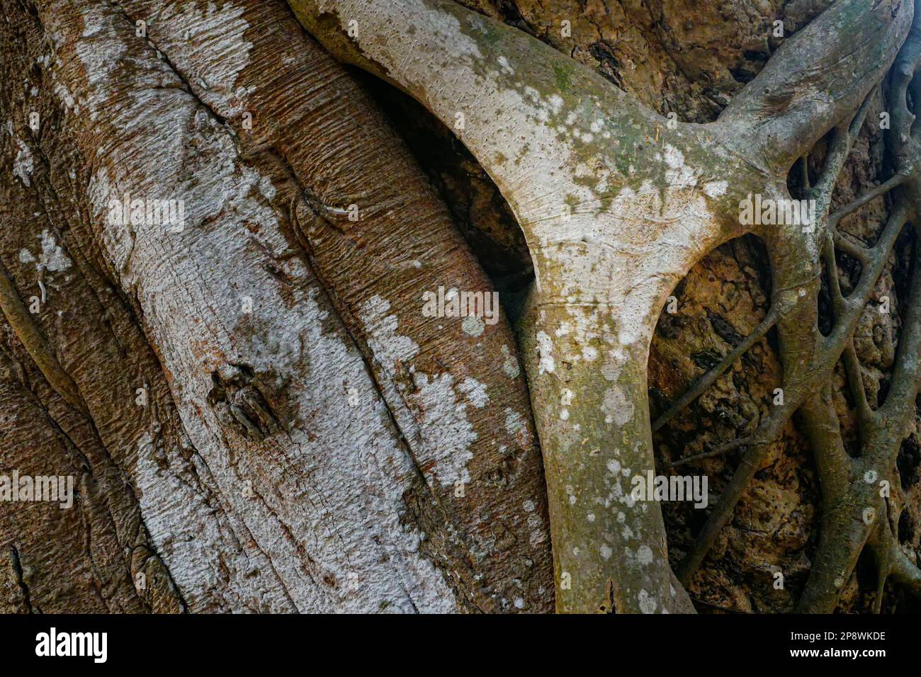 Gioco di luce, colore sottomesso natura stock immagine di vecchio tronco d'albero con texture e carattere. Howrah, Bengala Occidentale, India. Foto Stock