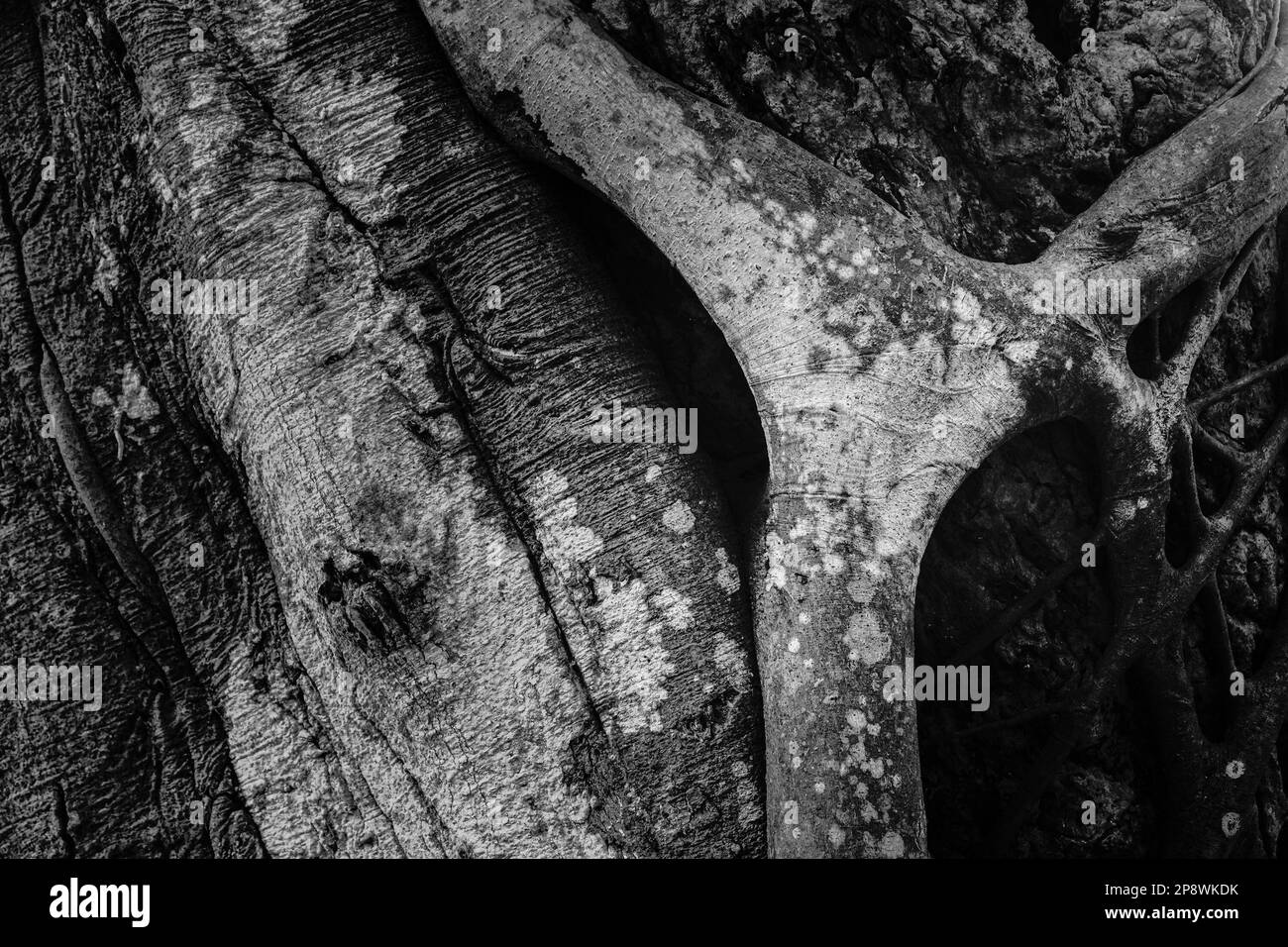 Immagine monocromatica in bianco e nero del vecchio tronco dell'albero con texture e carattere. Howrah, Bengala Occidentale, India. Foto Stock