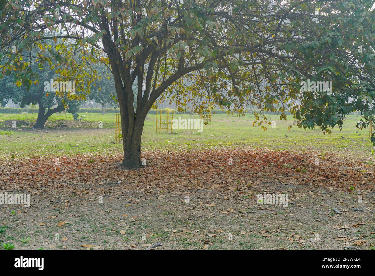 Le foglie autunnali caddero sotto un grande albero deciduo. Gli alberi decidui hanno solitamente grandi, foglie larghe. La fine dell'inverno a Kolkata, Bengala Occidentale, India Foto Stock