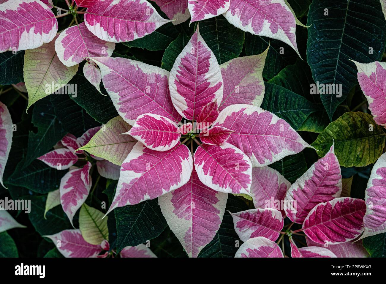 Fiore rosa e bianco, foglie verdi e pistillo verde al centro Foto Stock
