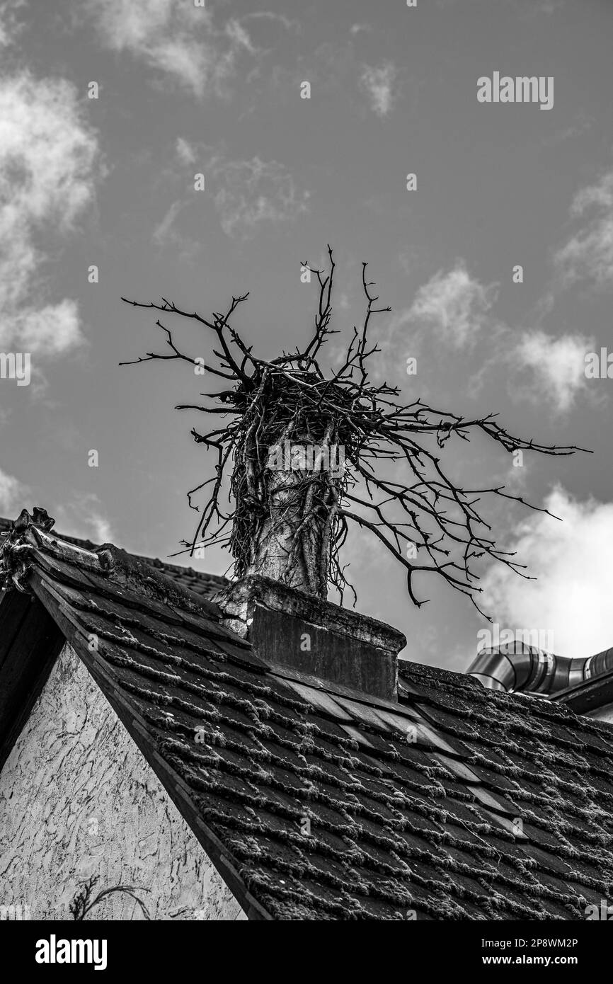 Nido d'uccello sul tetto di un vecchio edificio (b/n) Foto Stock