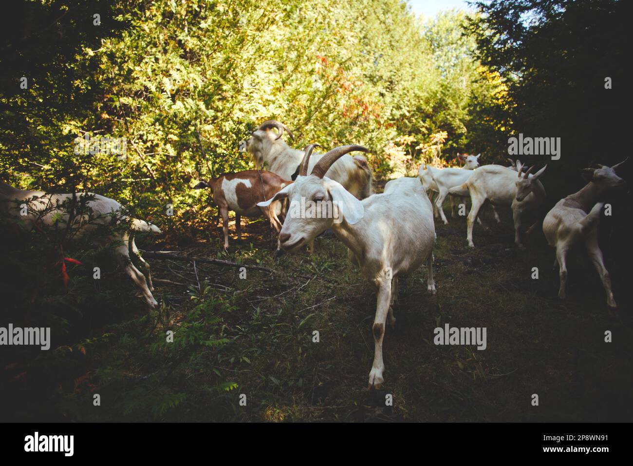 Una mandria di capre che pascolano tranquillamente su un sentiero verde lussureggiante delimitato da alberi e cespugli Foto Stock