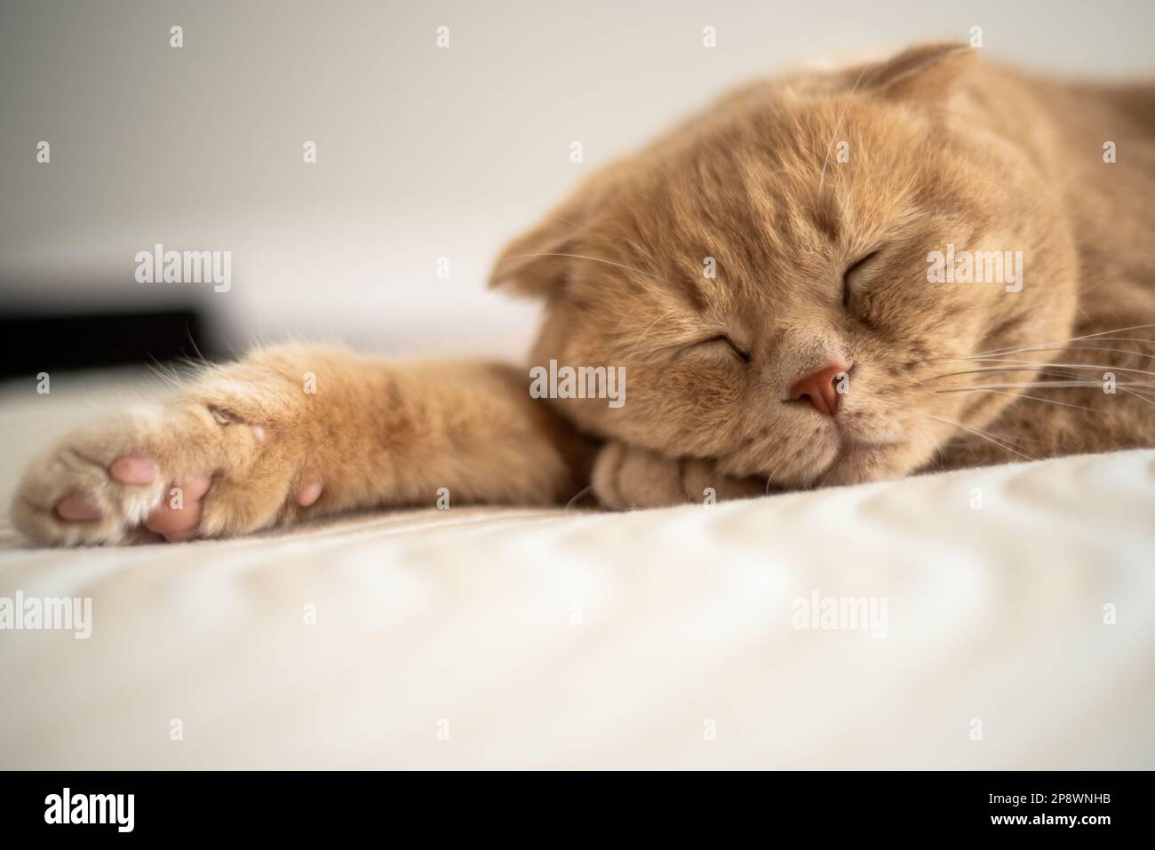 Un gatto dorme su un letto con la sua zampa alla fine della zampa. Foto di alta qualità Foto Stock