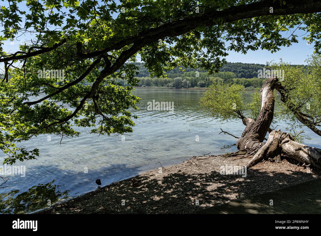 Acqua fresca, limpida e pulita del lago di Costanza Foto Stock