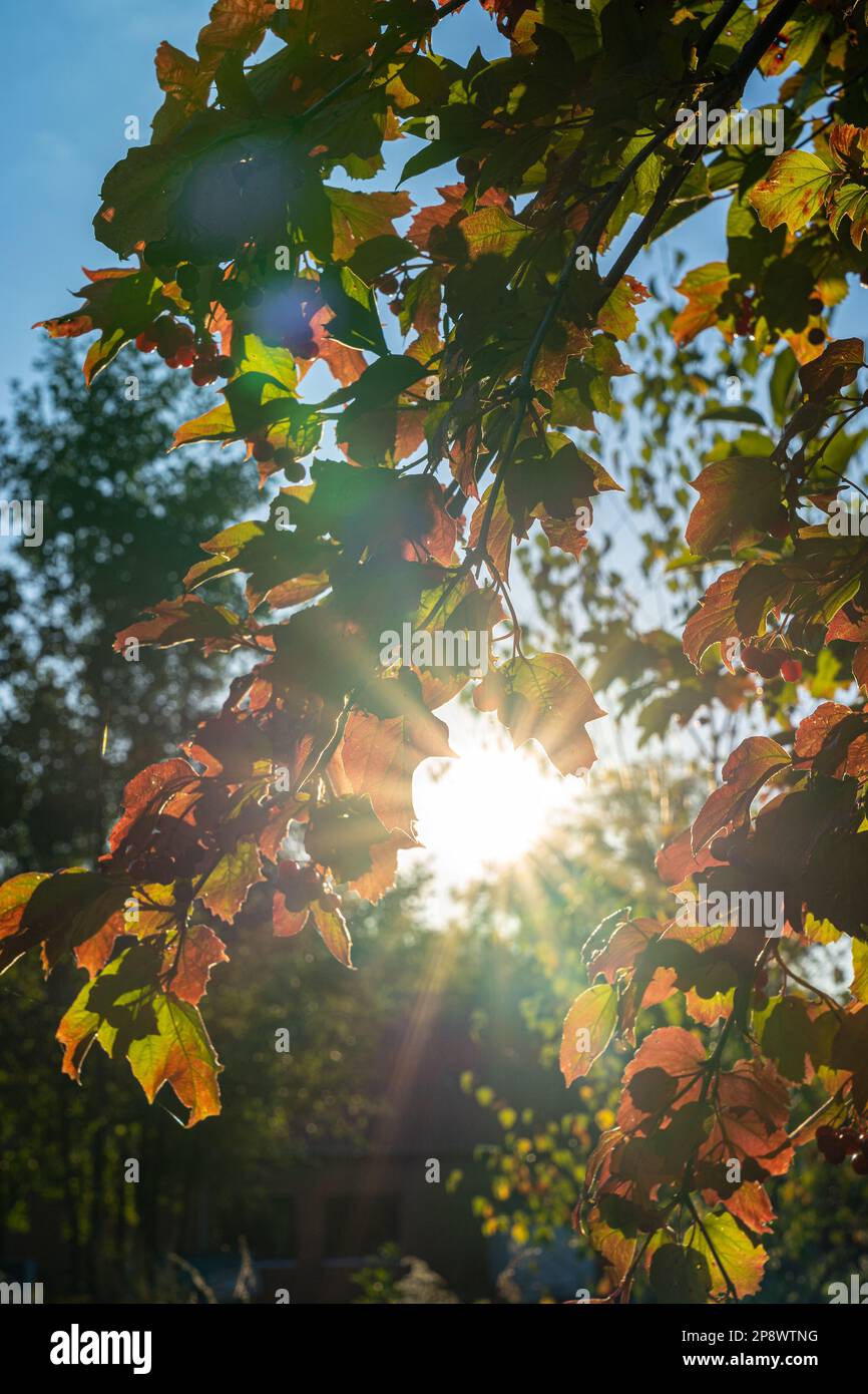 Luce del sole come una stella attraverso foglie colorate in autunno Foto Stock