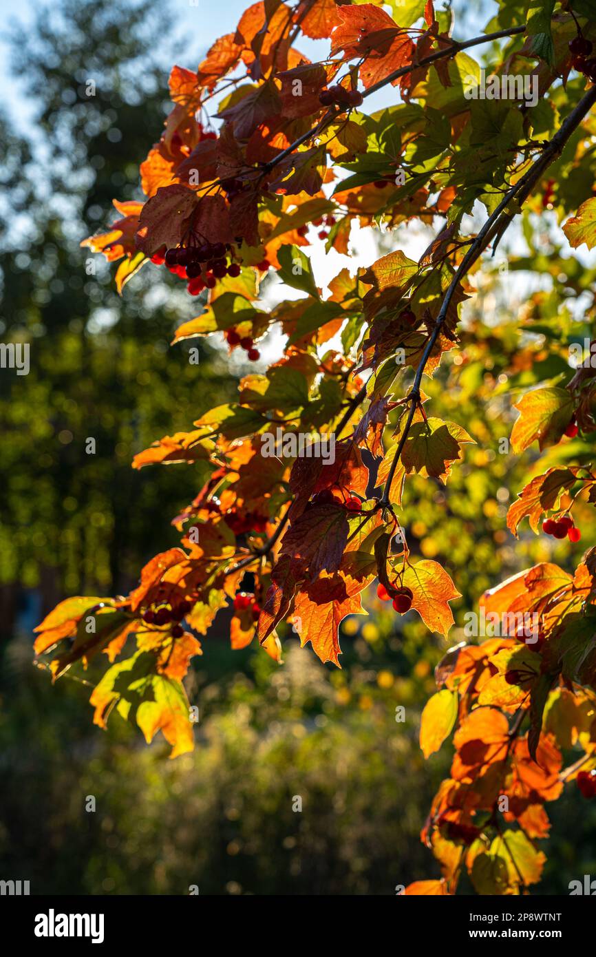 Luce del sole attraverso foglie colorate in autunno Foto Stock