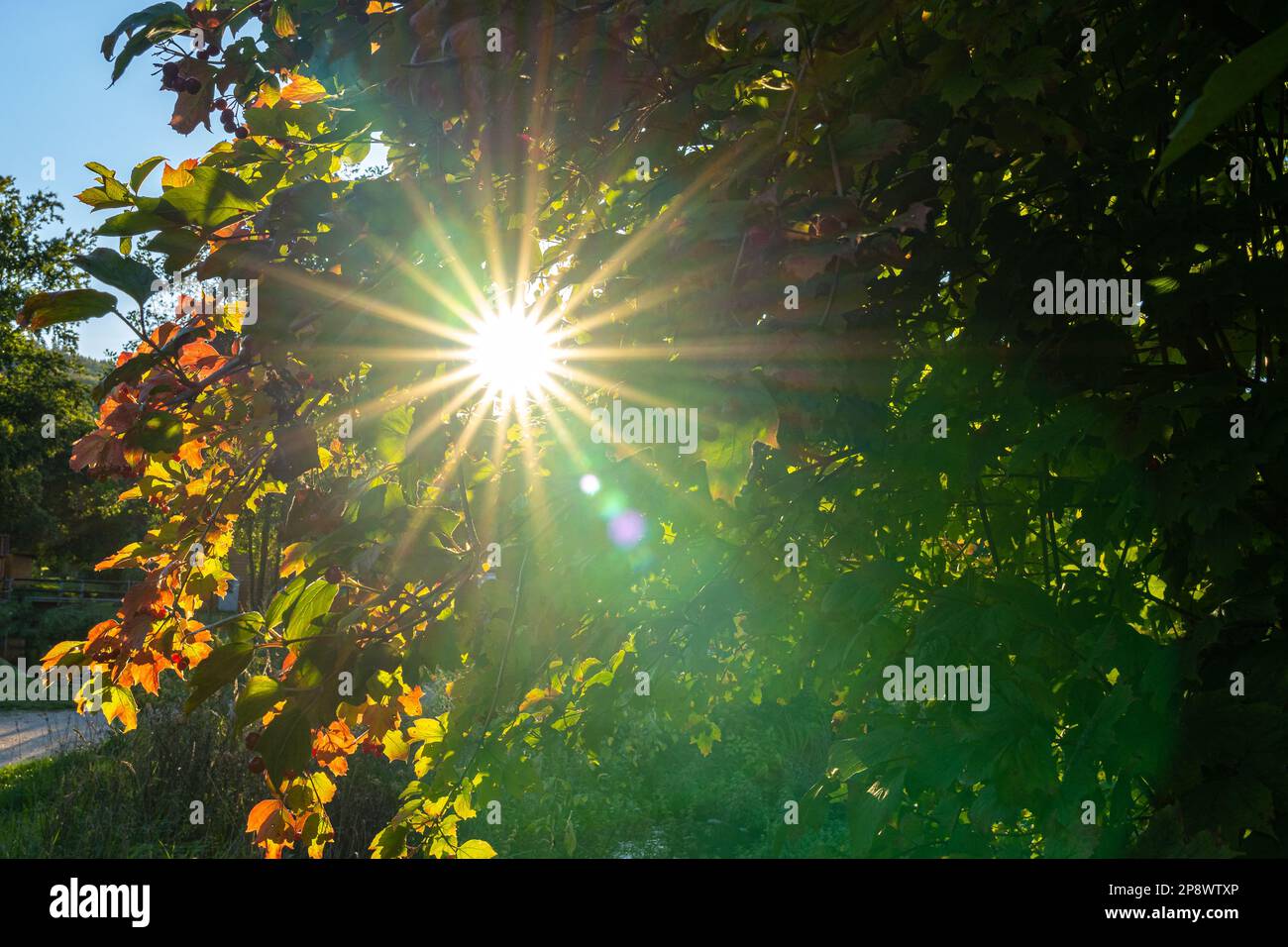 Luce del sole come una stella attraverso foglie colorate in autunno Foto Stock