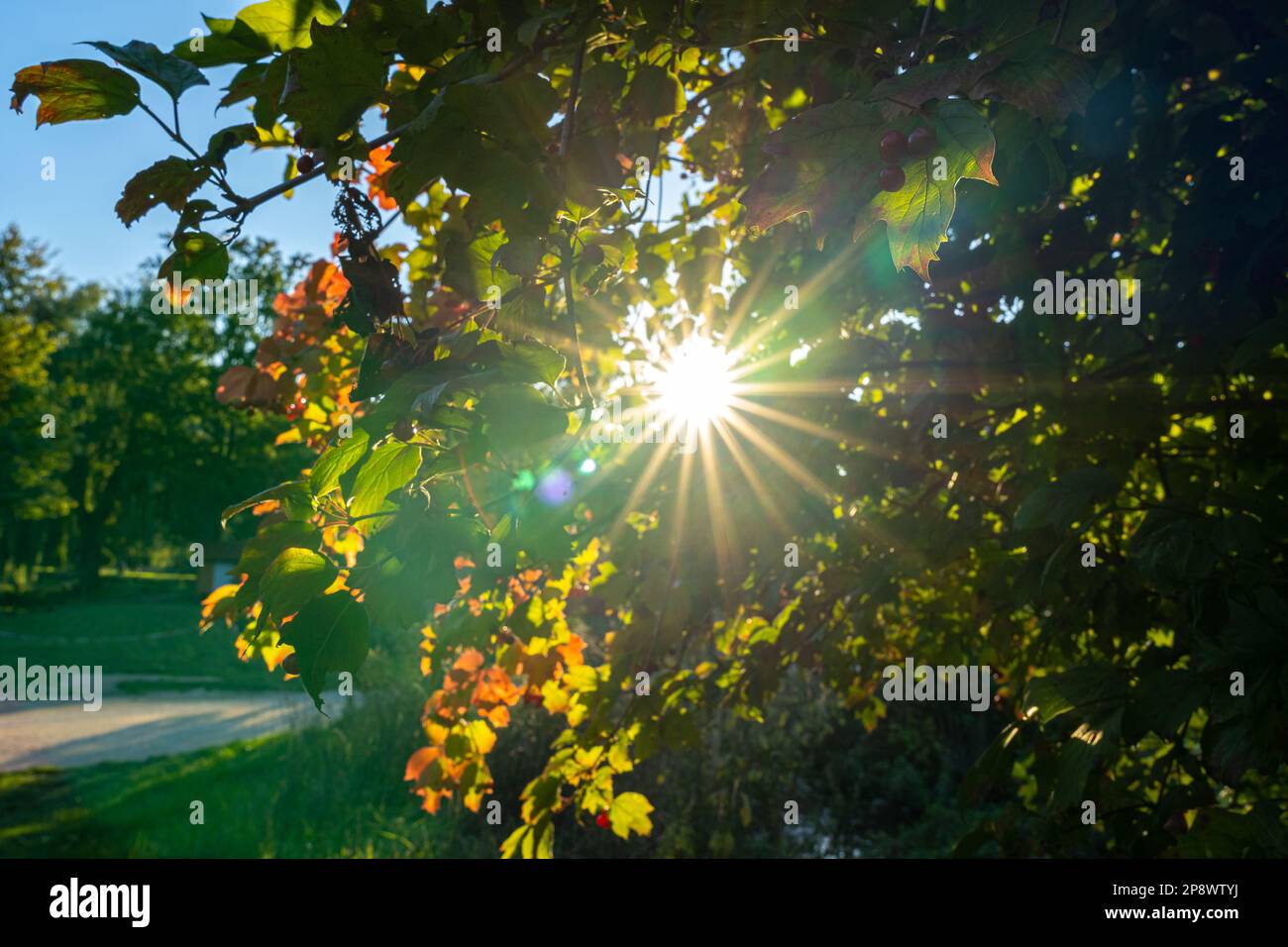 Luce del sole come una stella attraverso foglie colorate in autunno Foto Stock