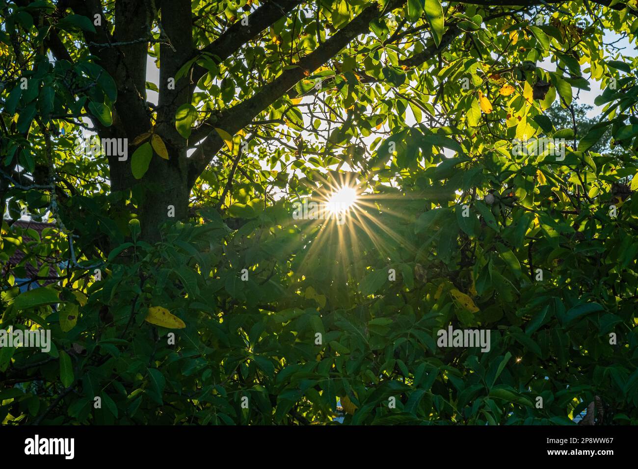 Luce del sole come una stella attraverso foglie colorate in autunno Foto Stock