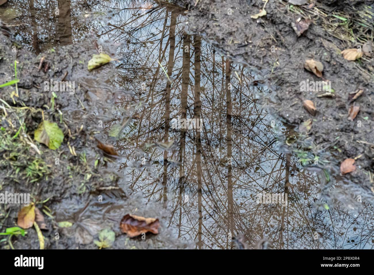 Piccola pozza dopo la pioggia con riflessi di albero Foto Stock