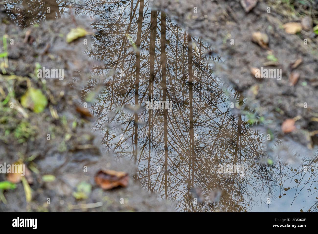 Piccola pozza dopo la pioggia con riflessi di albero Foto Stock