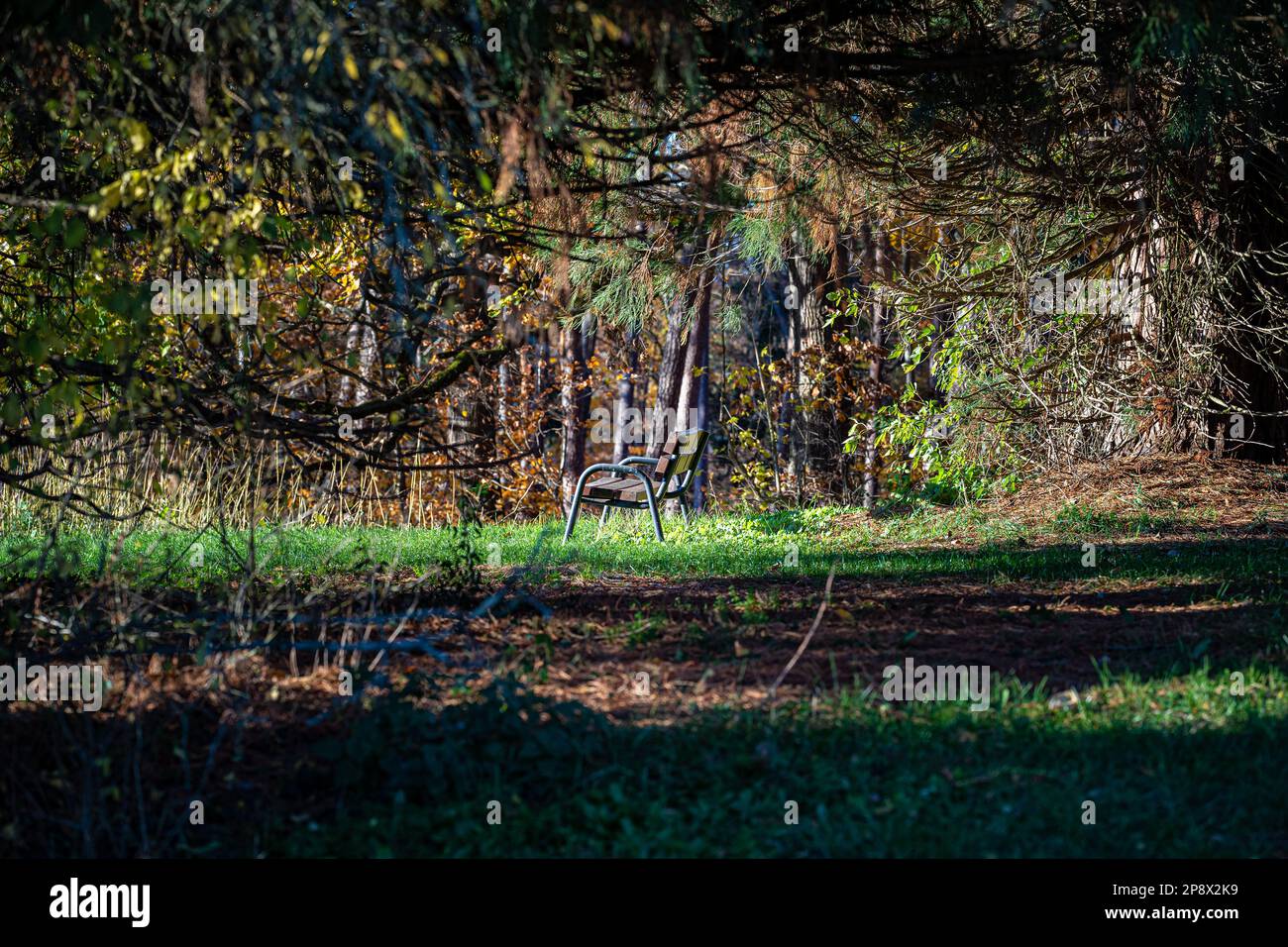 Panca di legno marrone sotto un grande albero sull'erba verde vicino alla foresta Foto Stock