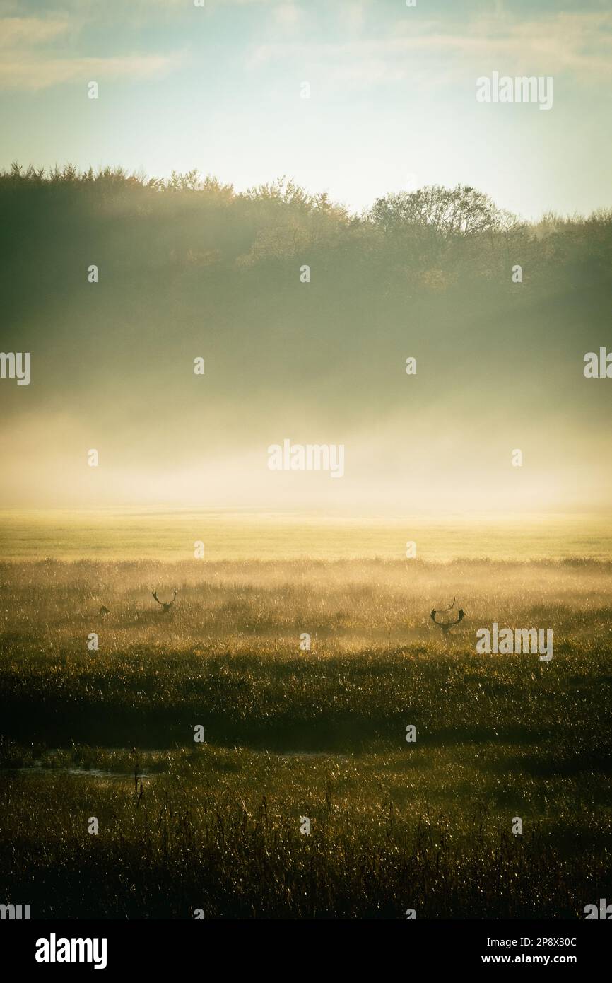 Cervi che sbirciano attraverso l'erba in un prato in una mattinata nebbiosa con una bella alba Foto Stock