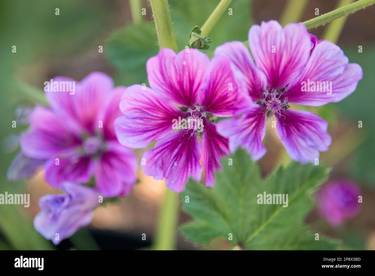 Fiori di Malva rosa Foto Stock