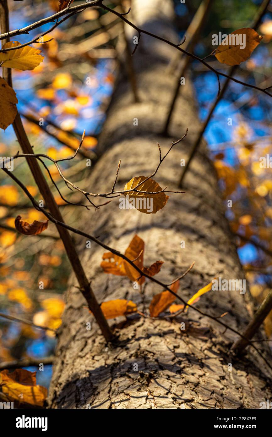Tronco di albero marrone e ombre nere di rami su di esso Foto Stock