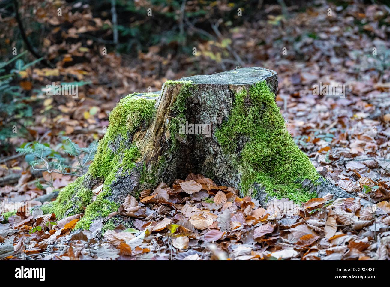 Moncone di un albero con molte foglie cadute nella foresta Foto Stock