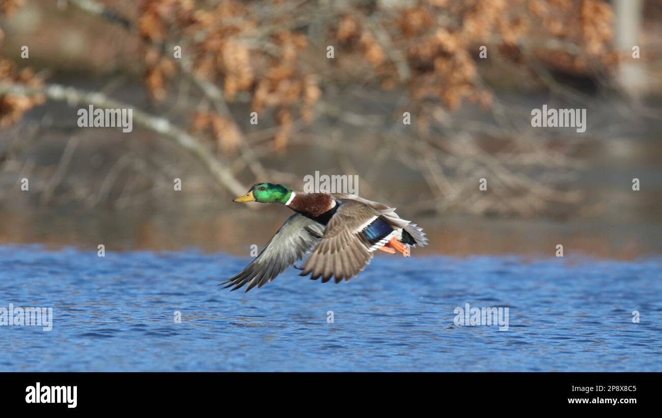 Un drake mallard Anas platyrhynchos volare su un lago in inverno Foto Stock