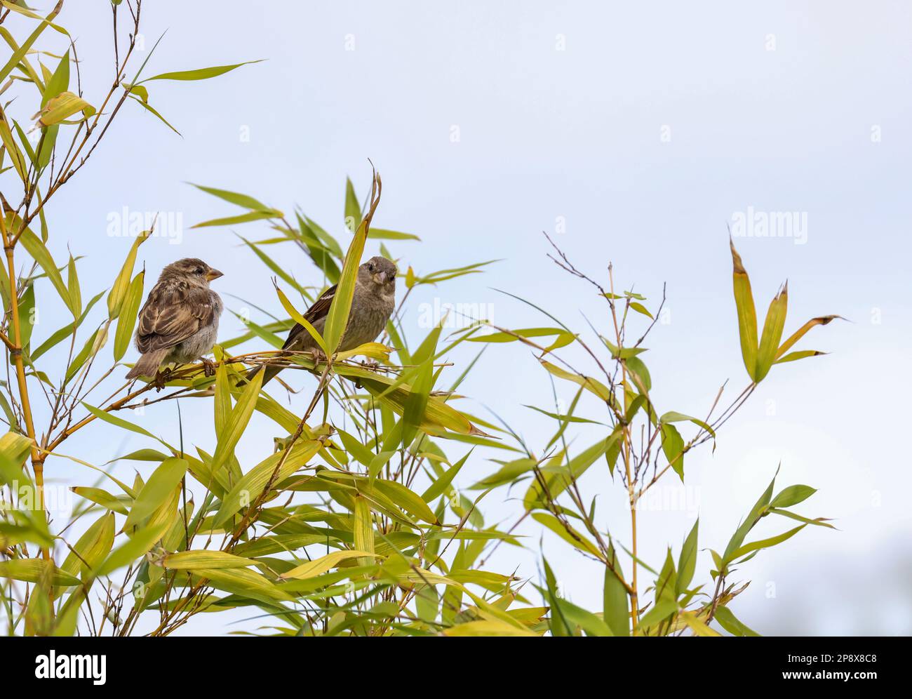 Pulcino di Sparrow con la madre, arroccato su un ramo di bambù con lunghe foglie verdi che soffiano nel vento. Uccello adulto che guarda nella fotocamera. Dublino, Irlanda Foto Stock