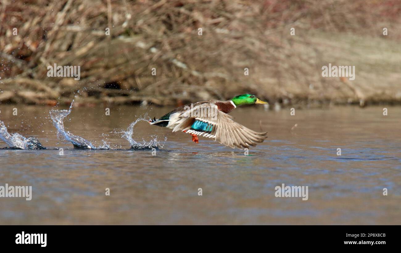 Drake mallard decollo da un lago in inverno Foto Stock