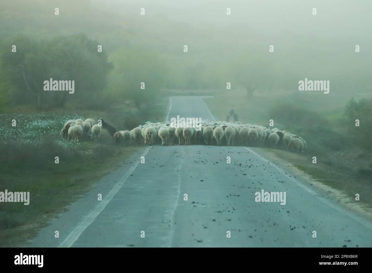 Shepherd attraversamento strada con gregge di pecore in nebbia giorno, Saragozza, Aragona, Spagna Foto Stock