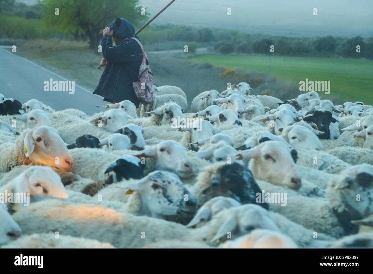 Shepherd attraversamento strada con gregge di pecore in nebbia giorno, Saragozza, Aragona, Spagna Foto Stock