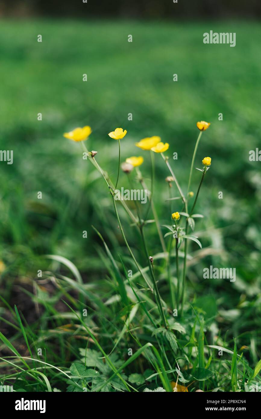 Ranunculus acris è una specie di pianta della famiglia delle Ranunculaceae Foto Stock