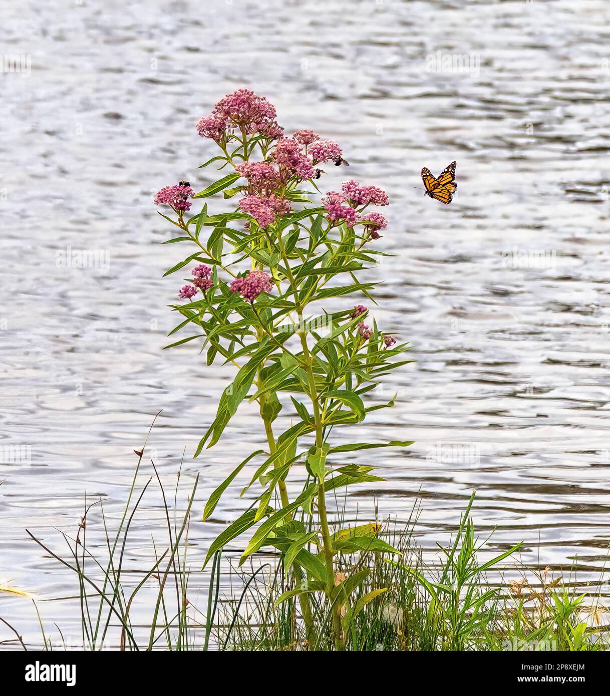 Una farfalla monarca che vola verso una pianta di palude di Milkweed al bordo di un lago con api impollinanti su di esso. Foto Stock