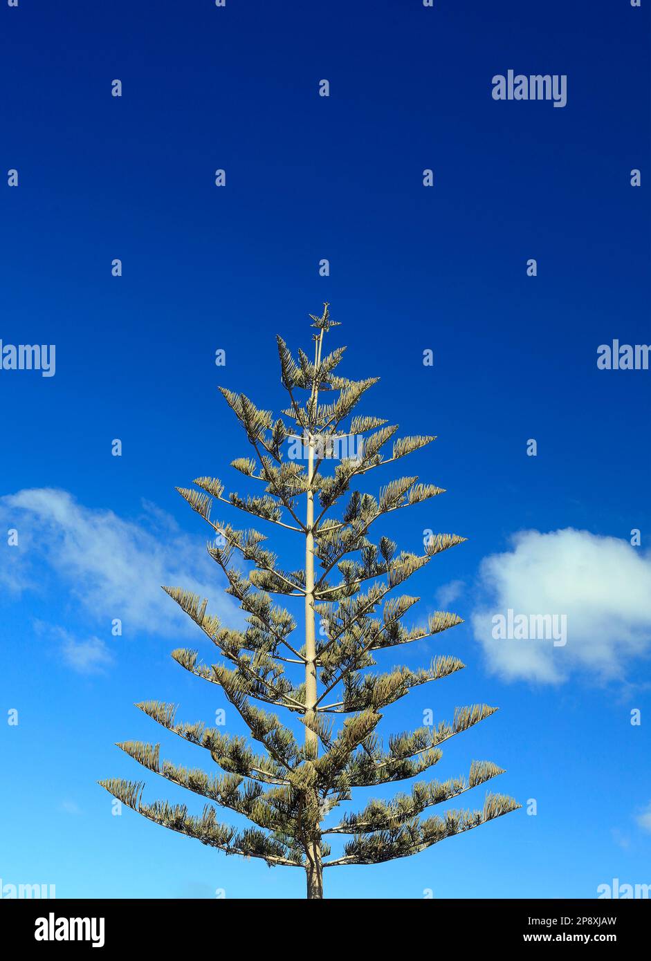 Norfolk Pine o Norfolk Island Pine . Nome latino Araucaria heterophylla. Lanzarote. Presa a marzo 2023. Foto Stock