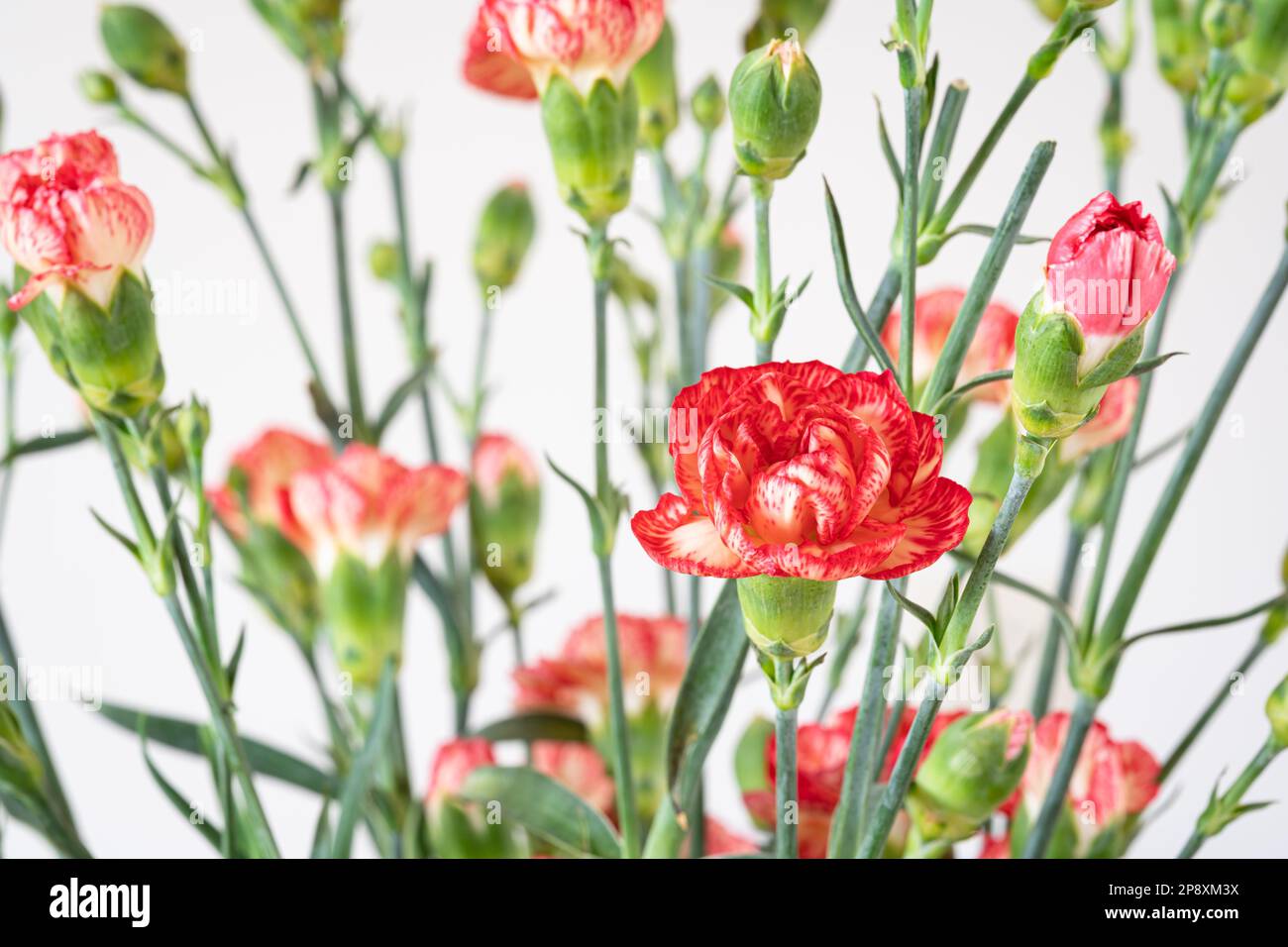 Immagine pittorica dei fiori di garofano (Dianthus) Foto Stock