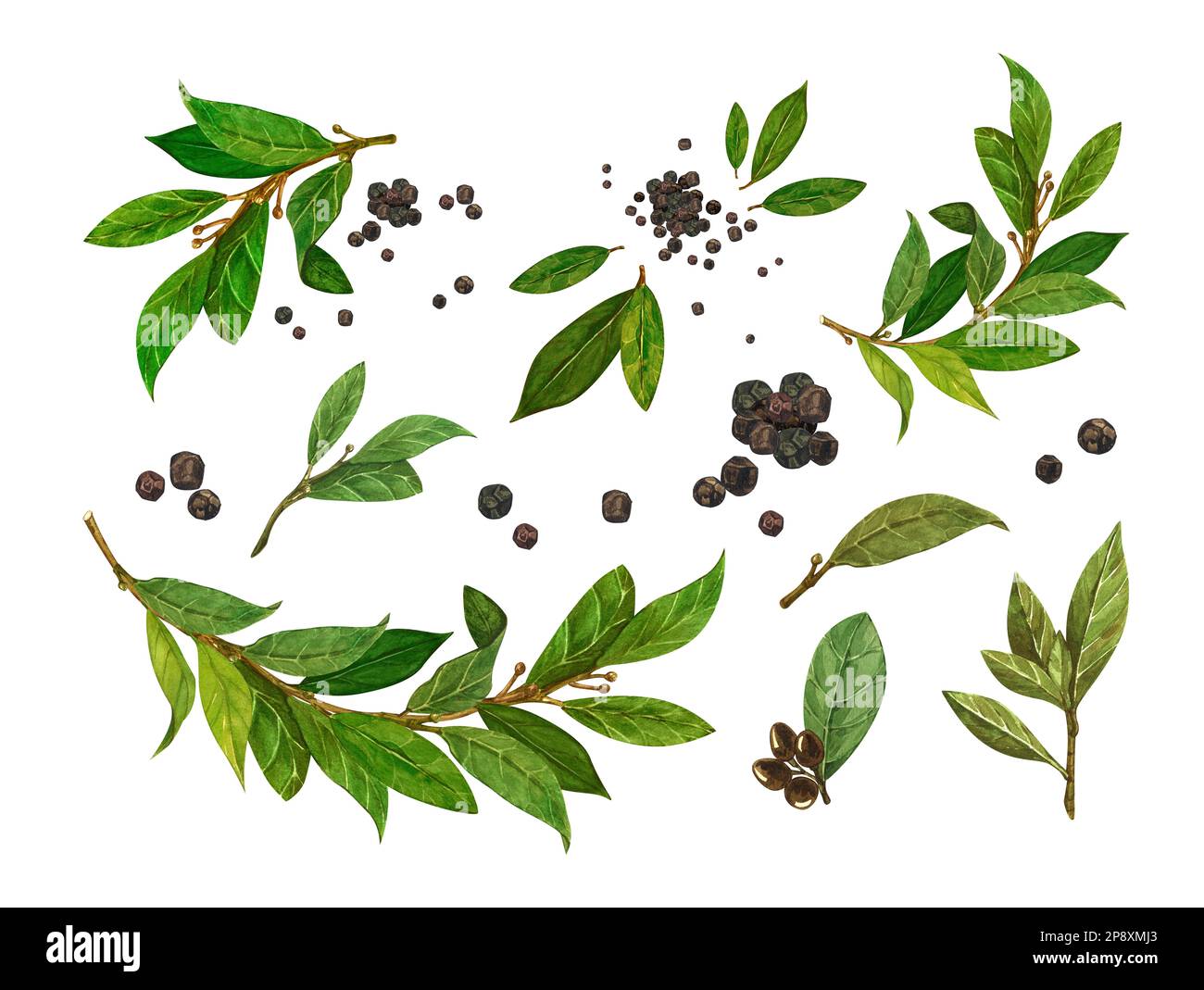 Acquerello a foglia di alloro e pepe nero. Illustrazione botanica disegnata a mano, oggetto di erbe di alloro isolato su sfondo bianco. Foto Stock
