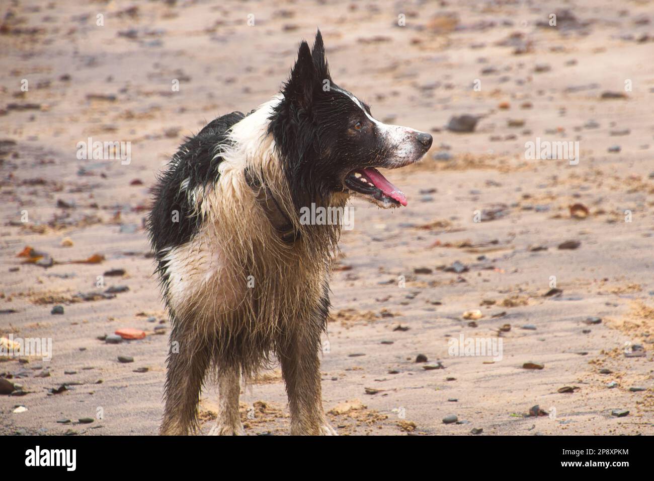 Il cane di collie del pescatore sulla spiaggia a Staithes, North Yorkshire, Regno Unito Foto Stock