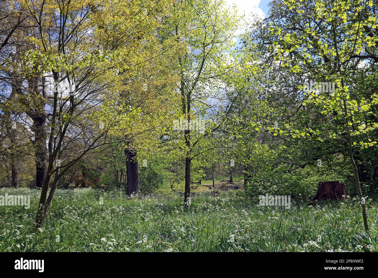 Un giardino di bosco inglese nel mese di maggio sotto il sole luminoso con prezzemolo di mucca e bluebells sotto gli alberi verdi freschi che creano pace e tranquillità Foto Stock