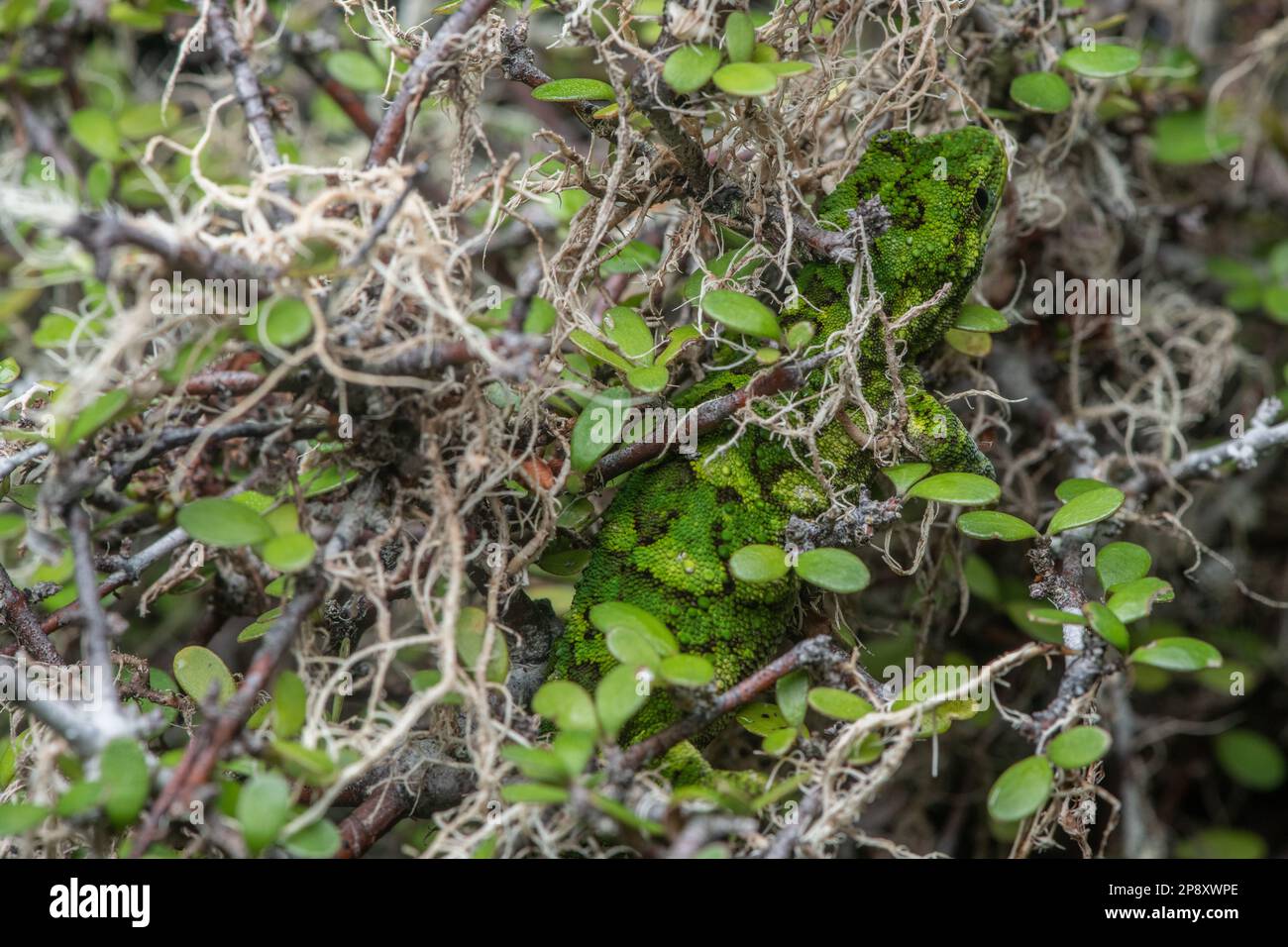 Un geco verde ruvido (Naultinus rudis) è ben mimetinato e nascosto in un cespuglio di coprosma in Aotearoa Nuova Zelanda. Foto Stock