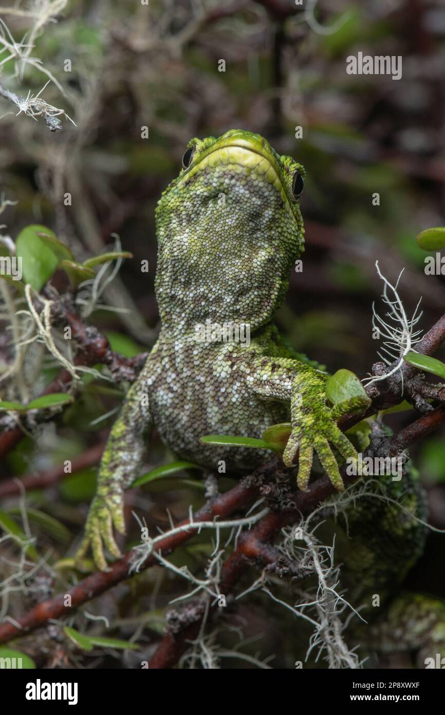 Un geco ruvido (Naultinus rudis) di fronte alla macchina fotografica, questa lucertola verde in via di estinzione è endemica di Aotearoa Nuova Zelanda. Foto Stock