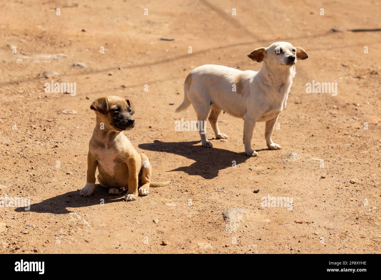 Ensenada, Baja California, Messico - due cani da strada in un pomeriggio di sole Foto Stock