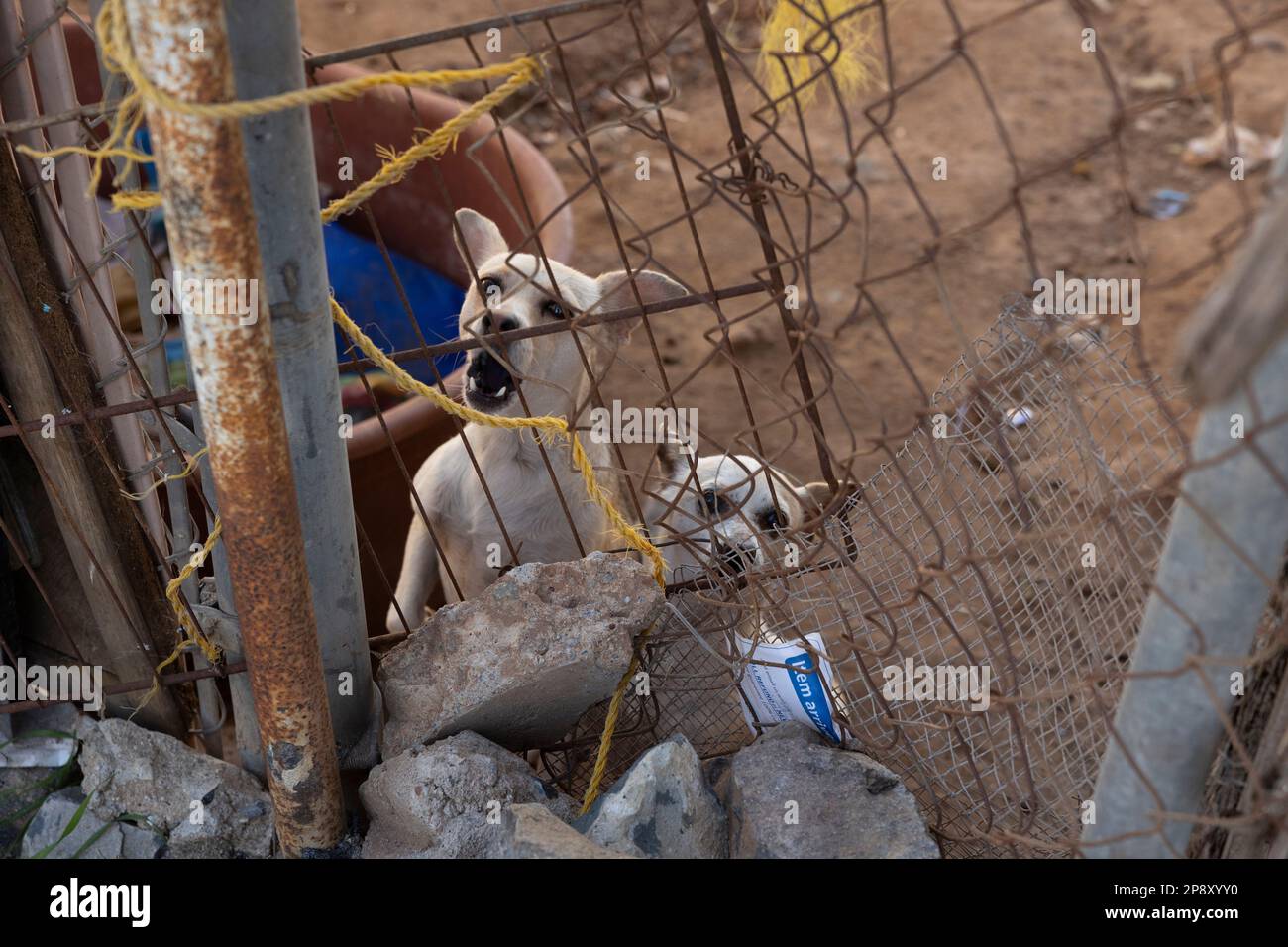 Ensenada, Baja California, Messico - due cani Chihuahua arrabbiati che abbaiano dietro una recinzione in un quartiere più povero Foto Stock