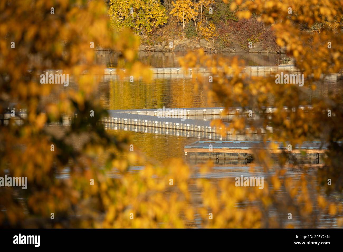 Calgary, Alberta, Canada - guardando le banchine attraverso le foglie autunnali sul lago artificiale Glenmore Foto Stock