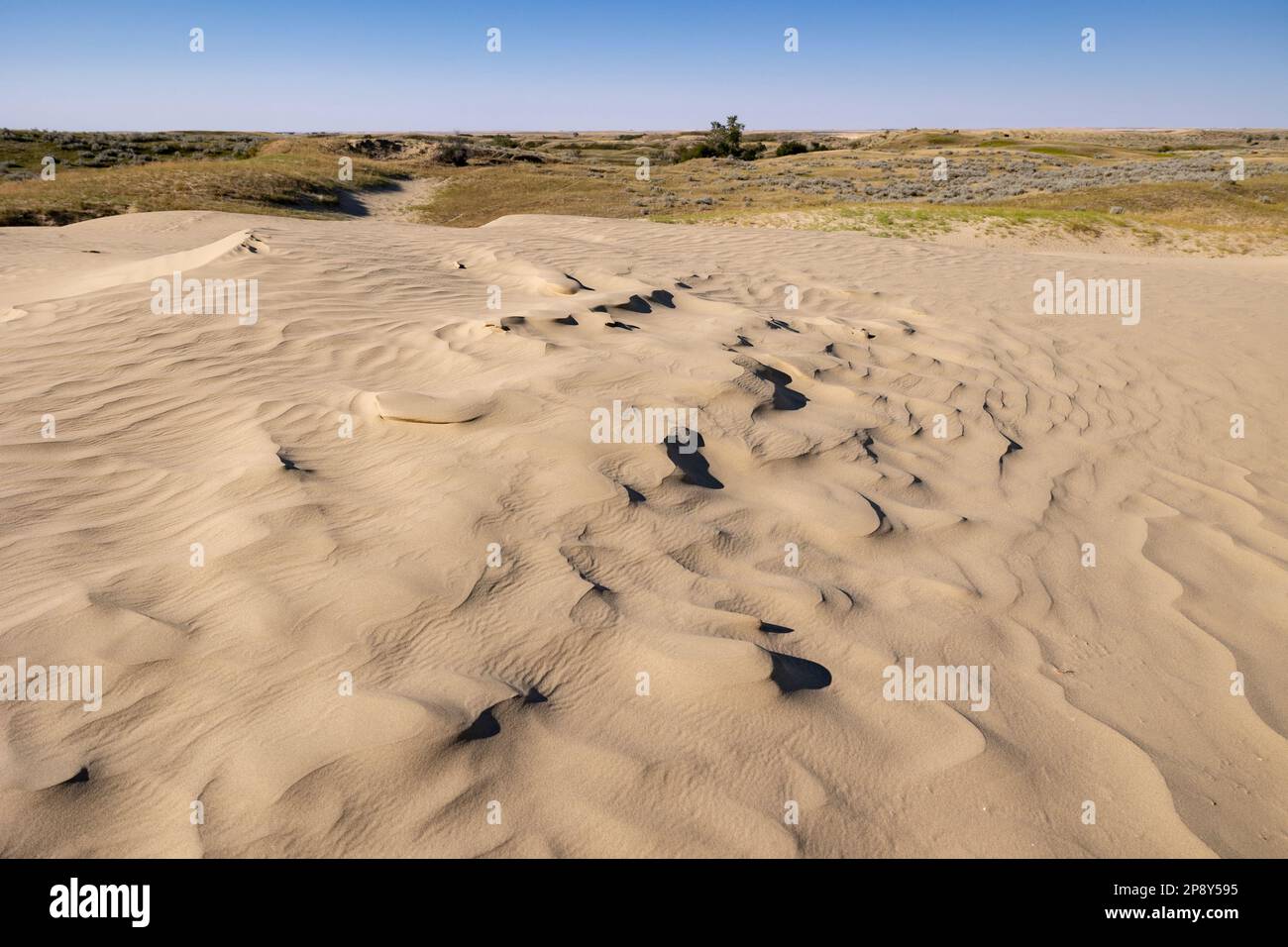 Increspa su una duna in primo piano nelle Great Sand Hills, Saskatchewan, Canada Foto Stock