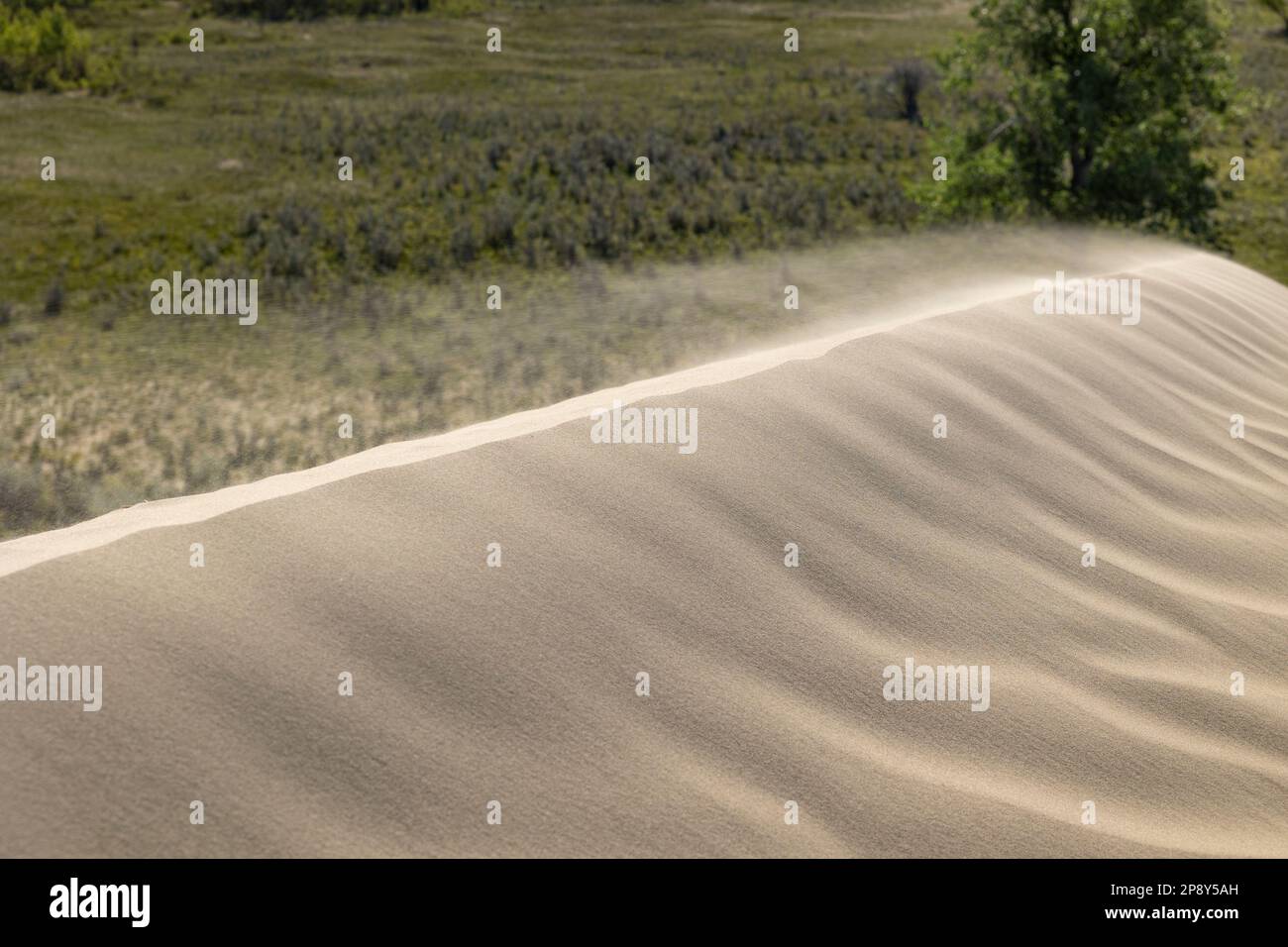 Granelli di sabbia che scivolano sul bordo diagonale superiore di una duna nelle grandi colline di sabbia, Saskatchewan, Canada Foto Stock