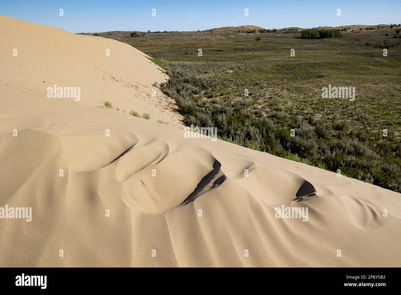 Una duna ai margini delle praterie circostanti nelle Great Sand Hills, Saskatchewan, Canada nelle Great Sand Hills, Saskatchewan, Canada Foto Stock