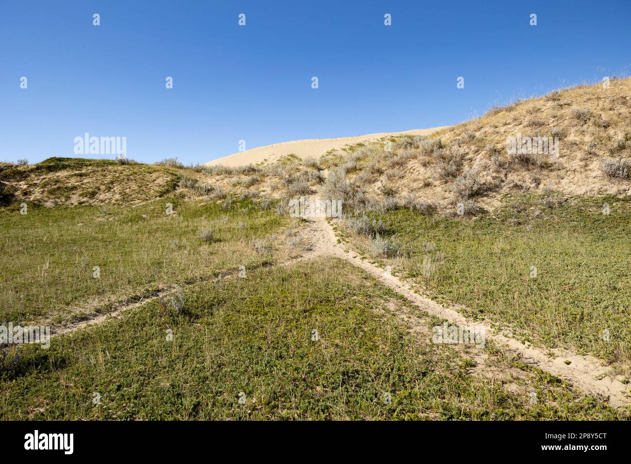 Sentieri che conducono alle dune nelle Great Sand Hills, Saskatchewan, Canada Foto Stock