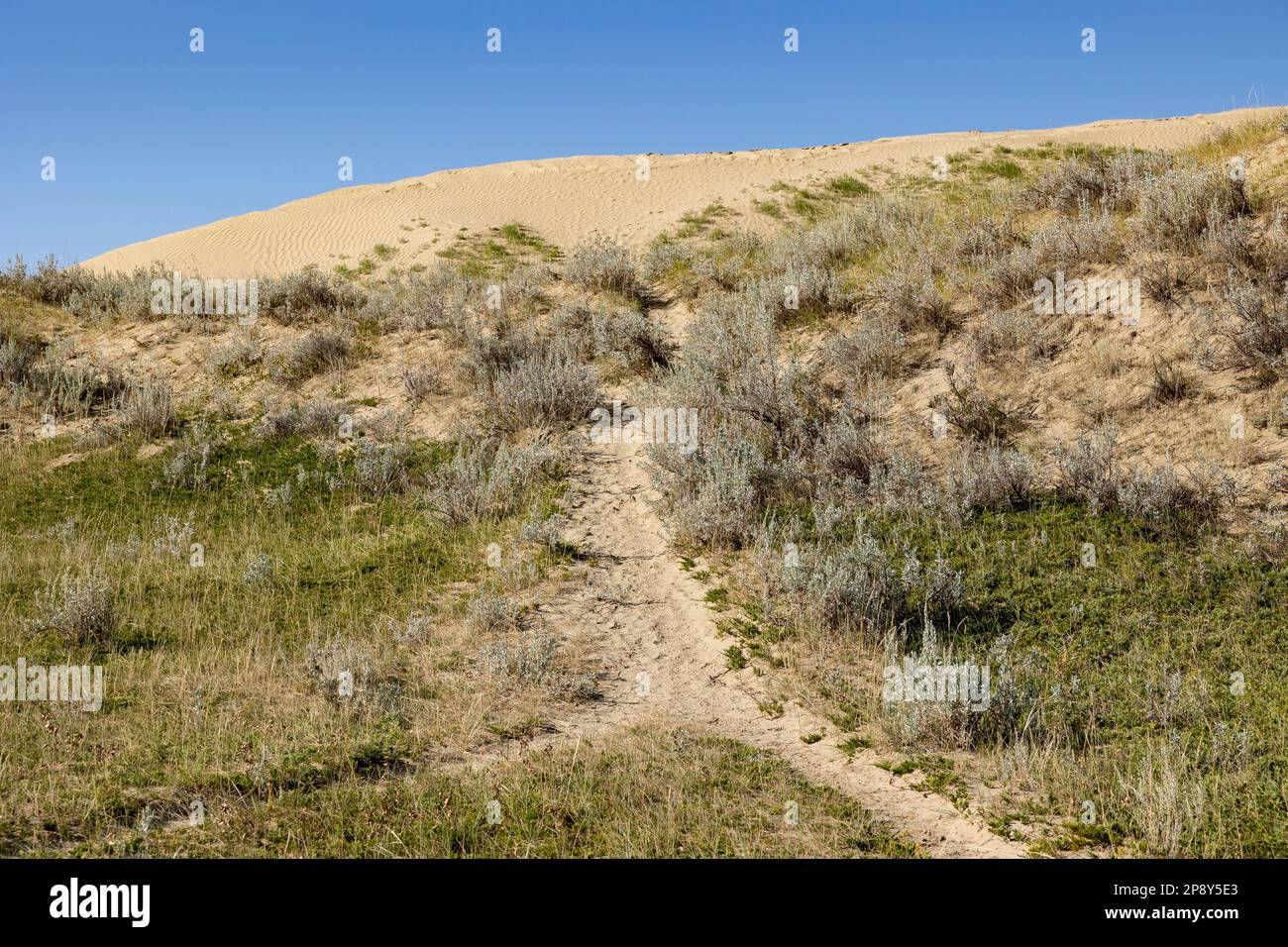 Sentieri che conducono alle dune nelle Great Sand Hills, Saskatchewan, Canada Foto Stock