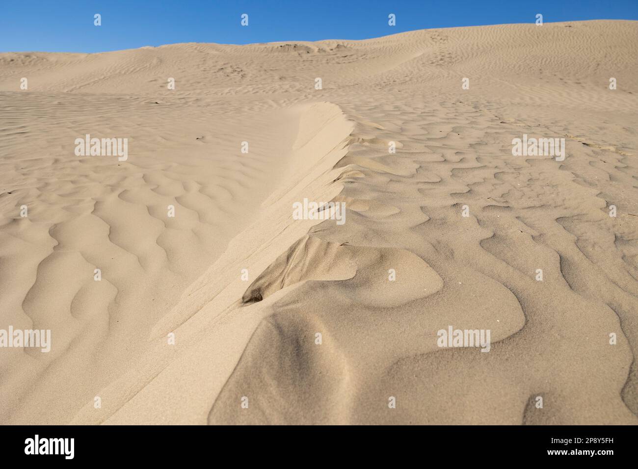Un mare di sabbia contro il cielo azzurro nelle grandi colline di sabbia, Saskatchewan, Canada Foto Stock