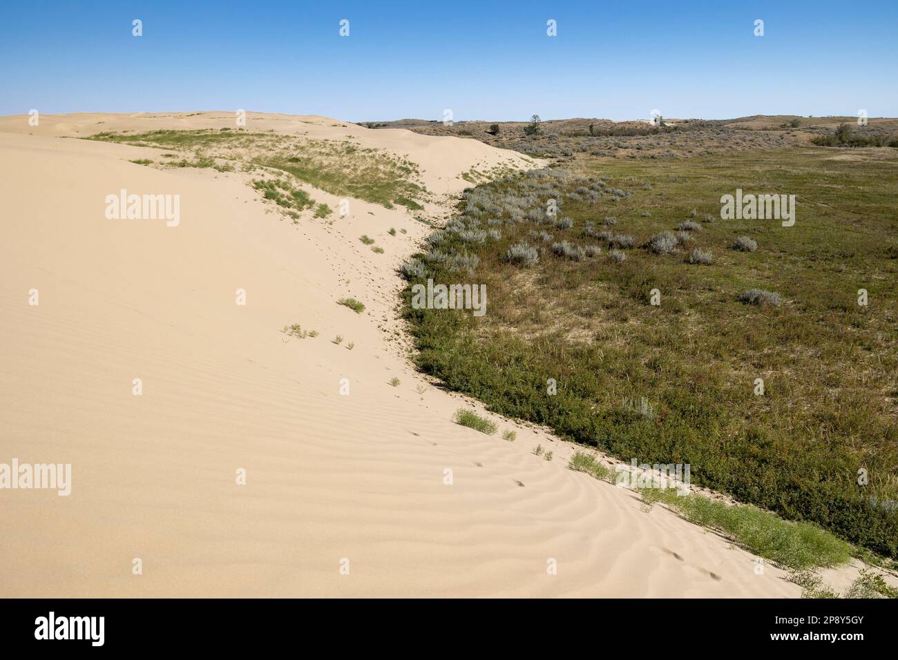 Dove una duna incontra le praterie circostanti nelle Great Sand Hills, Saskatchewan, Canada Foto Stock