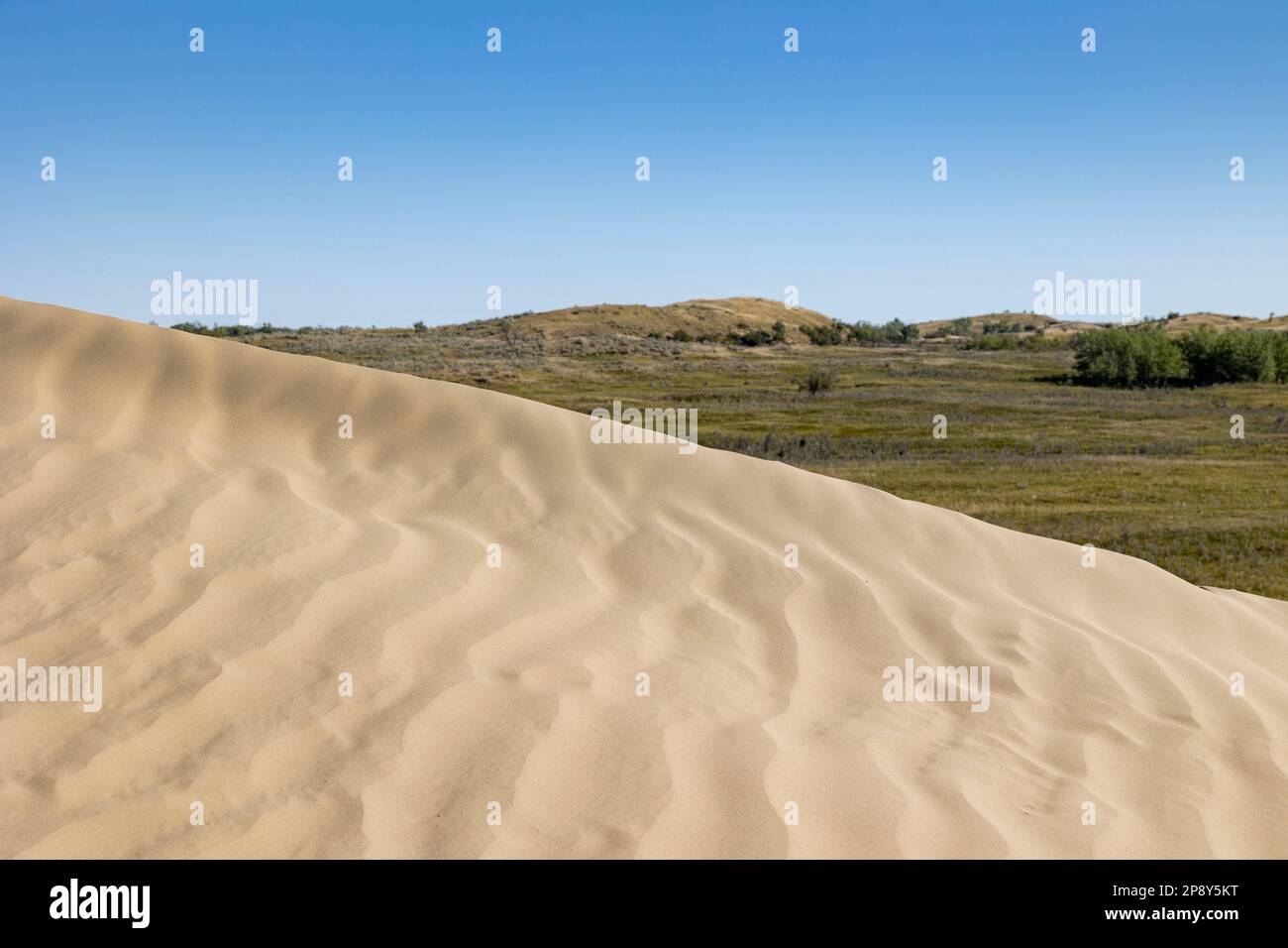 Il bordo superiore di una duna nelle grandi colline di sabbia, Saskatchewan, Canada Foto Stock